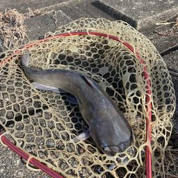 アメリカナマズ