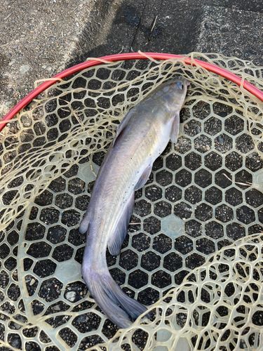 アメリカナマズの釣果