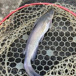 アメリカナマズ