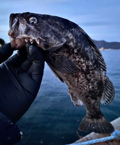クロソイの釣果