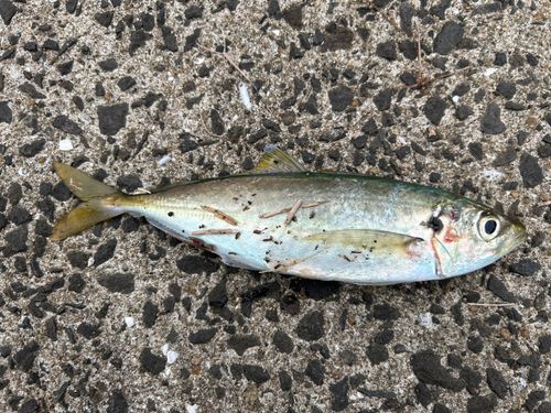 マルアジの釣果