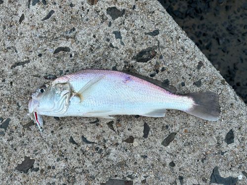 シログチの釣果