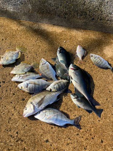 クロダイの釣果