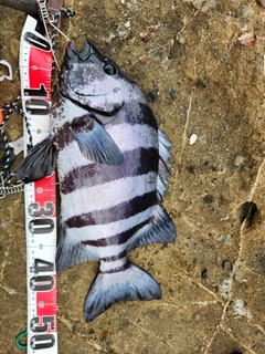 イシダイの釣果