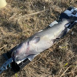 アメリカナマズ