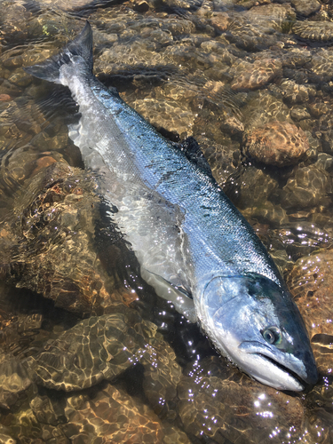 サクラマスの釣果