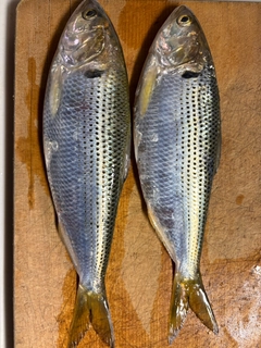 コノシロの釣果