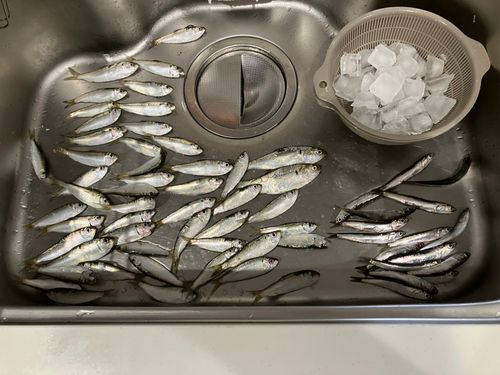 カタクチイワシの釣果