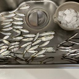 カタクチイワシ