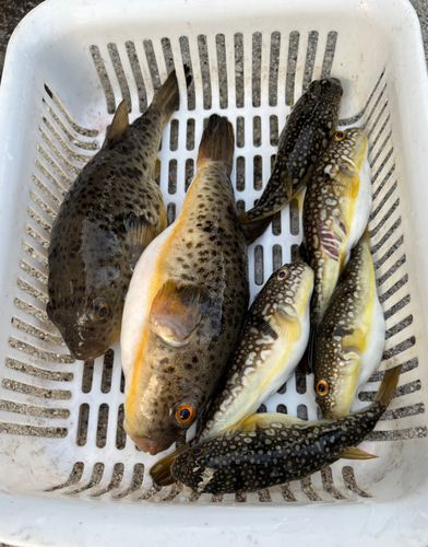 アカメフグの釣果