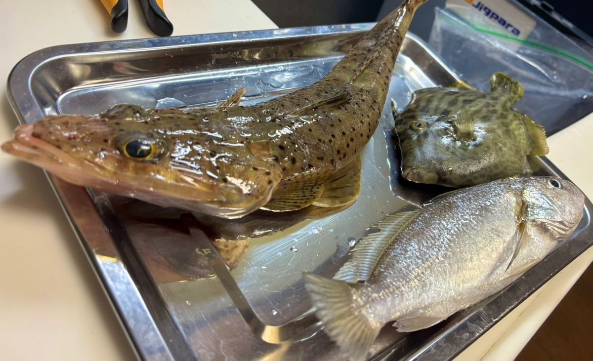 ヤス🌻さんの釣果 2枚目の画像