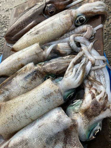 アオリイカの釣果
