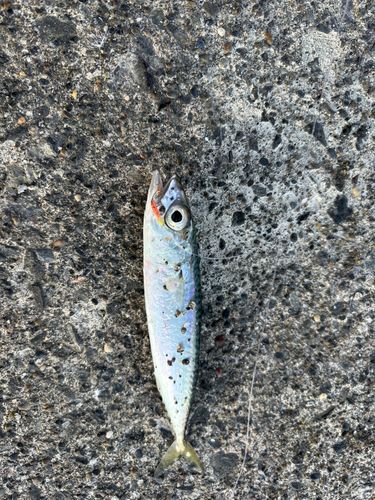 サバの釣果