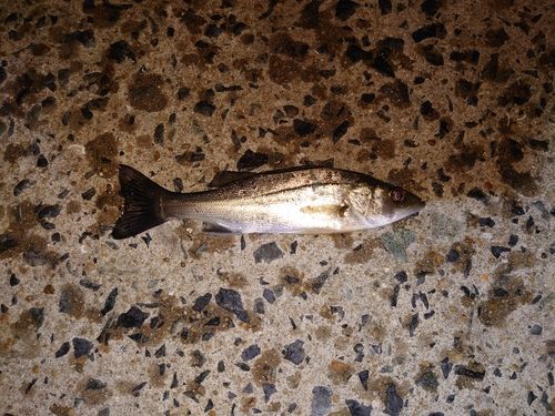 セイゴ（ヒラスズキ）の釣果