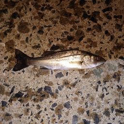 セイゴ（ヒラスズキ）