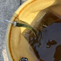 カタクチイワシ