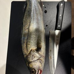 セイゴ（マルスズキ）