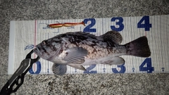 クロソイの釣果