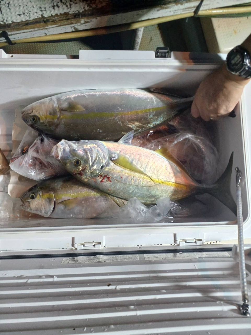 充丸（みつまる）女将さんの釣果 2枚目の画像