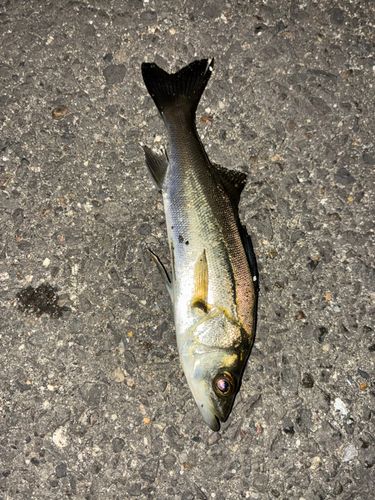 セイゴ（タイリクスズキ）の釣果