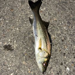 セイゴ（タイリクスズキ）