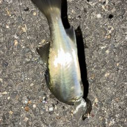 セイゴ（タイリクスズキ）