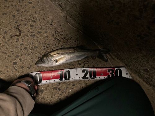 セイゴ（マルスズキ）の釣果