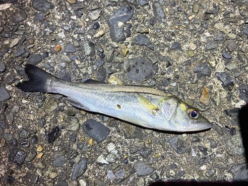セイゴ（マルスズキ）の釣果
