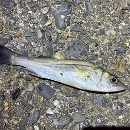 セイゴ（マルスズキ）