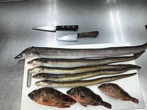 マアナゴの釣果