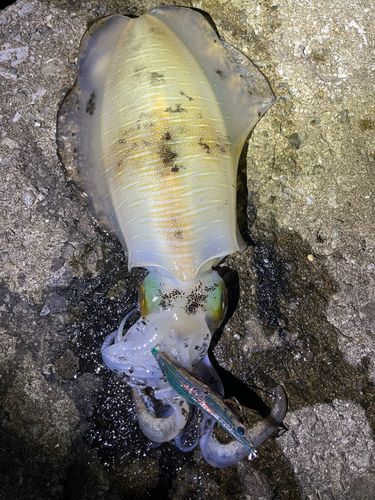 アオリイカの釣果