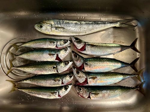 熱海港海釣り施設