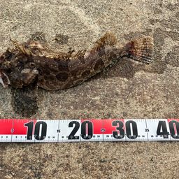 トウベツカジカ