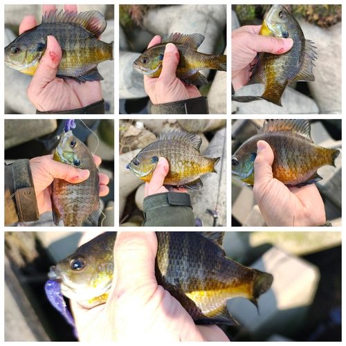 ブルーギルの釣果