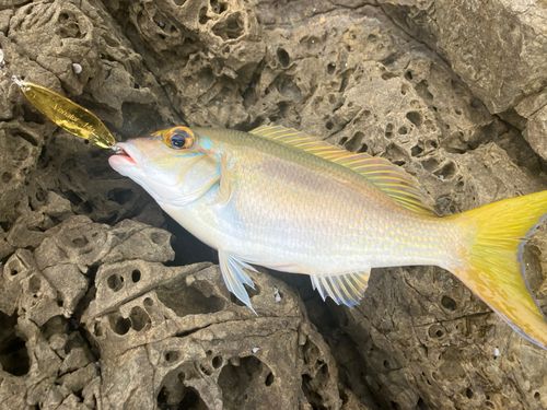 ヒトスジタマガシラの釣果