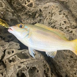 ヒトスジタマガシラ