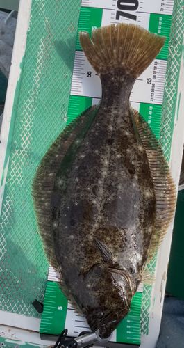 ヒラメの釣果