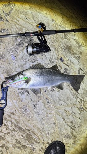 ヒラスズキの釣果