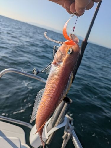 シロアマダイの釣果