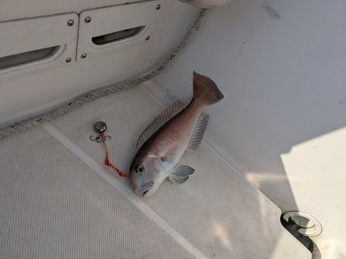 シロアマダイの釣果