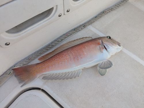 シロアマダイの釣果