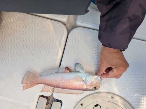 シロアマダイの釣果