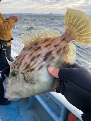 カワハギの釣果