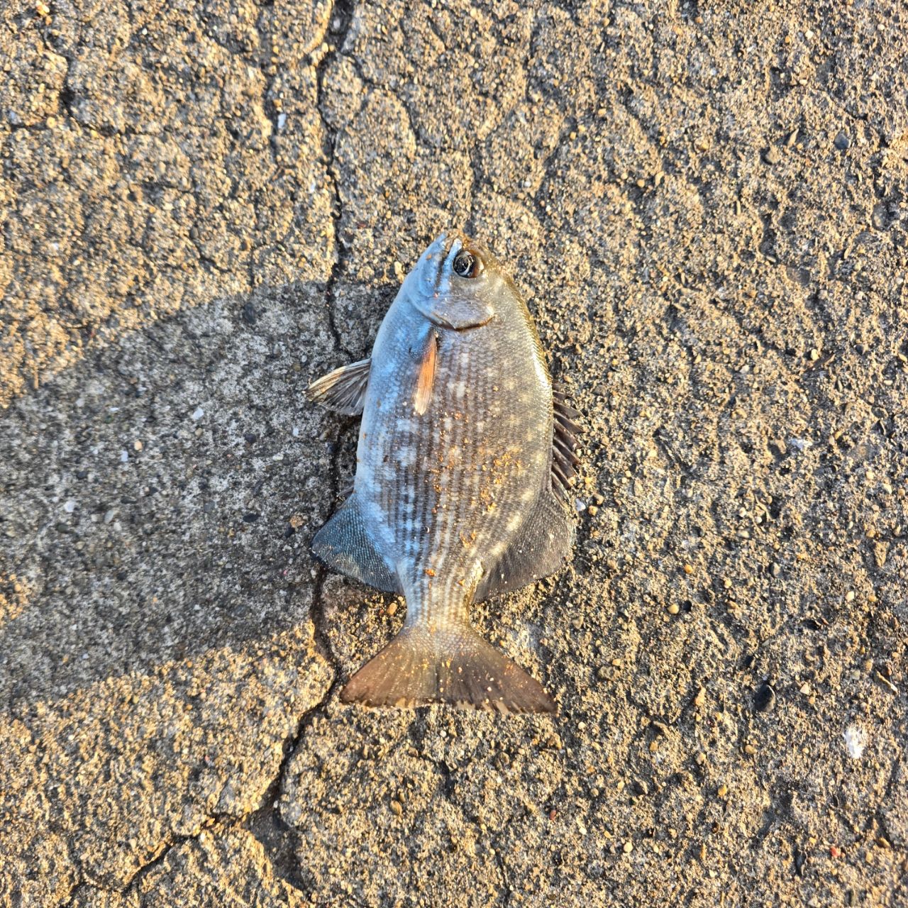 テンジクイサキ