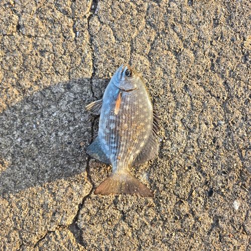 テンジクイサキの釣果