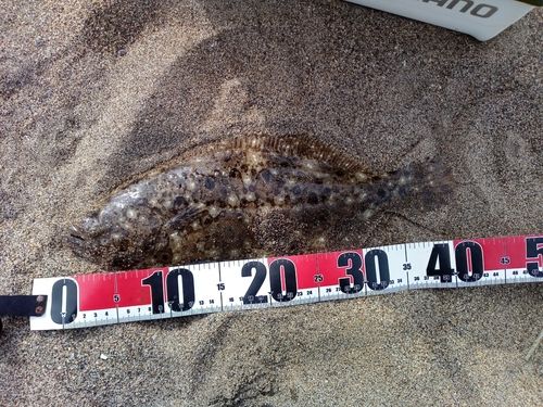 ヒラメの釣果