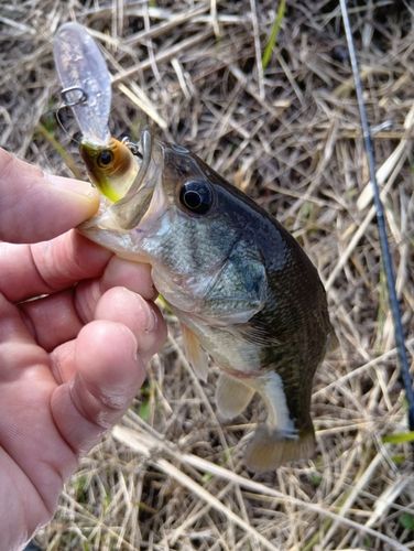 印旛沼中央排水路