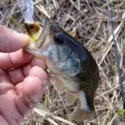 ラージマウスバス