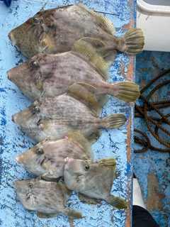 カワハギの釣果