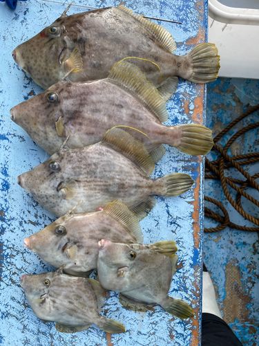 カワハギの釣果